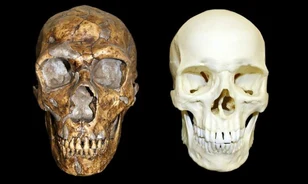 Nem volt primitív a neandervölgyi ember
