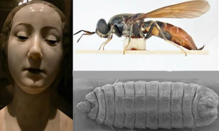Mit keresett egy amerikai légylárva da Vinci hercegnőjében?
