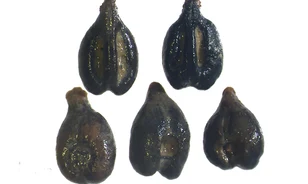 Megtalálhatták a Chianti ősét
