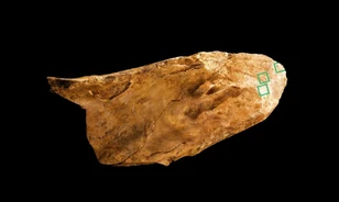 Már a neandervölgyi is készített csonteszközöket
