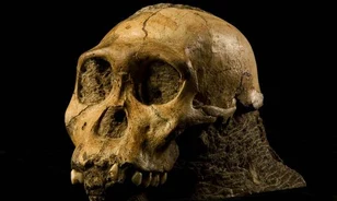Új vizsgálat adta meg a választ az evolúció legvitatottabb kérdéseire
