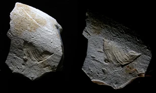 Rejtélyes madárfigurát vésett kőbe 35 ezer évvel ezelőtt egy őskori ember
