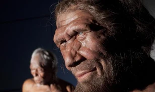 Afrikából behurcolt baktériumok is szerepet játszhattak a neandervölgyi kihalásában
