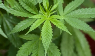Sztyeppei nomádok lehettek az első kannabiszkereskedők 5000 évvel ezelőtt
