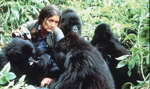 Esőerdei faházában, brutálisan gyilkolták meg a gorillák védelmezőjét

