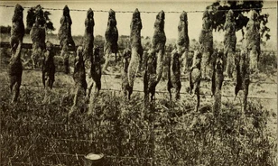 A kaliforniai iskolásokat küldték csatába az 1918-as mókusháború idején
