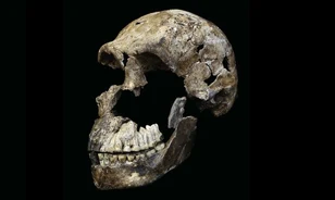 Kis agymérete ellenére a modern emberrel együtt élhetett Afrikában Neo, a Homo naledi
