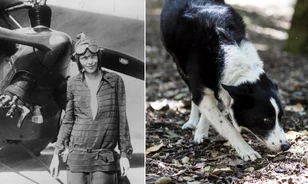 Kutyák fogják megtalálni Amelia Earhart eltűnt maradványait?
