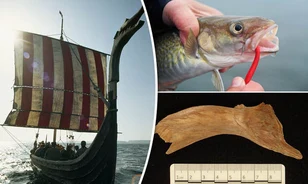 Kiderült, a vikingek már a honfoglalás előtt ellátták hallal Közép-Európát
