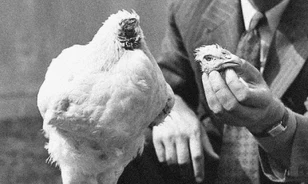 18 hónap fej nélkül
