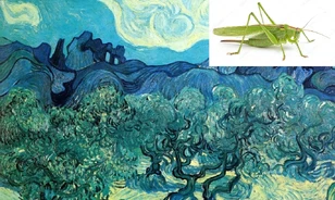 Egy szerencsétlen szöcske vesztét is megörökítette Van Gogh híres festménye
