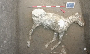 Hiába menekült, a láva így is utolérte a pompeji versenylovat