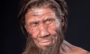 Neandervölgyi miniagyakat növesztenének, hogy jobban megértsék annak működését