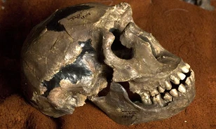 A Homo erectus kihalásában nagy szerepet játszott lustasága