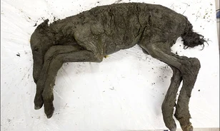 Tökéletesen megőrződött, mára már kihalt lófajta csikójának 40 ezer éves múmiájára bukkantak