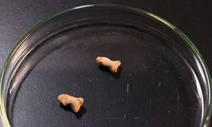 Madár fogyaszthatta el a százezer évvel ezelőtt élt neandervölgyi gyermeket