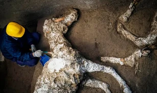 Egy felkantározott harci ló megkövült maradványait találták meg Pompejiben