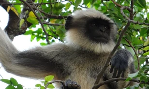 Majomra is vadászott a homo sapiens Sri Lanka őserdeiben