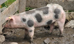 A házisertés szinte teljes genetikai változáson ment keresztül Európában