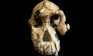 A híres Lucy 3,8 millió éves ősének koponyája került elő Etiópiában