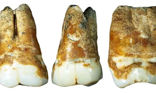 Neandervölgyi és modern emberek kevert csoportjának nyomaira bukkantak Izraelben