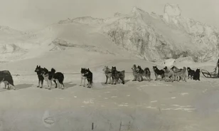 Szánhúzó kutyáikat is Szibériából hozták magukkal Észak-Amerikába az inuitok