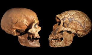 Afrika lakosságának génjeiben is kimutatták a neandervölgyi örökséget