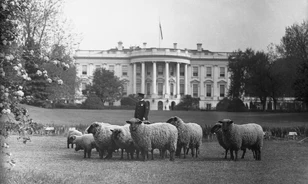 Mit kerestek birkák 1918-ban a Fehér Ház gyepén?