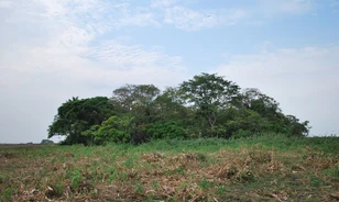 Tízezer éve is termesztettek növényeket az Amazonas-medencében