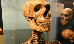 A genetikai sokféleség hiánya miatt halhatott ki a neandervölgyi ember