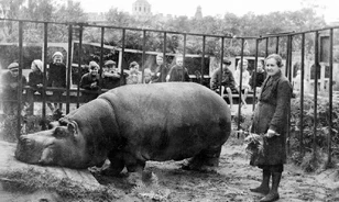 Habár Leningrád lakossága éhezett az ostrom alatt, az állatkert lakói közül egyet sem ettek meg
