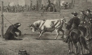 A véres medve-bika harc a 19. századi Kalifornia vasárnapjainak szerves része volt