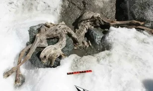 Sajátos módon segítheti a tudományt a 400 éves zerge jégbe fagyott múmiája