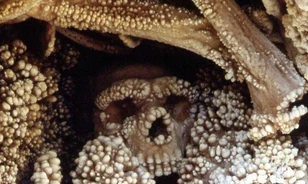 Barlangjáratba ragadva halhatott éhen 130 000 éve egy neandervölgyi ember