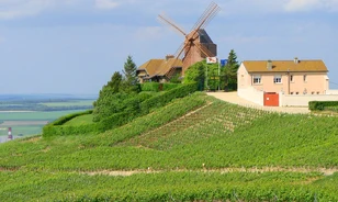 Egy évezrede jelentek meg először a Champagne-i borvidékre jellemző szőlőfajták
