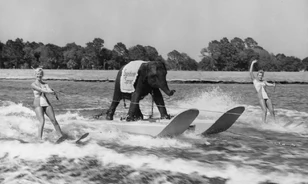 Egyedülálló képek Queenie-ről, az 1950-es és ’60-as évek vízisíelő elefántjáról