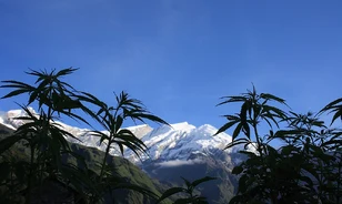 Kína északnyugati részén háziasíthatták először a kannabiszt