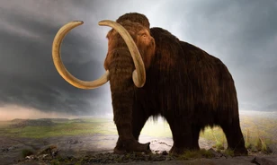 70 ezer kilométert sétálhatott élete során egy ősi gyapjas mamut