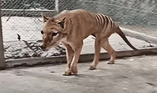 Színezett filmfelvételen látható a kihalt tasmán tigris utolsó példánya