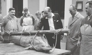 A Duna egykori halcsodái