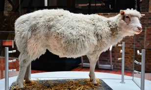 Puszta létezésével történelmet írt Dolly, az első klónozott emlős