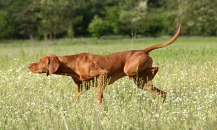 Teljes genetikai profil készült a rövidszőrű magyar vizsláról