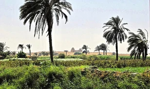 142 kutyával együtt temettek el egy gyermeket az ókori nekropoliszban