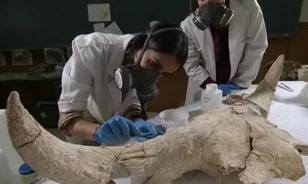 Már a neandervölgyi ember is gyűjtött vadásztróféákat
