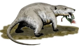 Dinoszaurusz és emlős harcának emlékére bukkantak Kínában