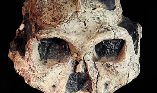 Az egyik legkisebb emberi rokon felfedezése: Paranthropus robustus