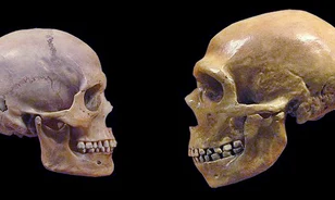 Miért van kisebb arcunk, mint a neandervölgyieknek és a csimpánzoknak?