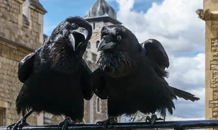 A Tower új titkai: a Fekete Halál áldozatai
