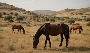 Lóhús az ősi vázában: a bronzkori Szicília új fejezete