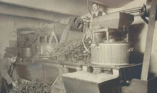 A Kotányi-örökség: a szegedi paprika 145 éves sikere<br />
